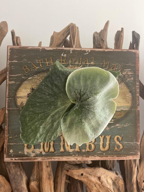 Platycerium superbum