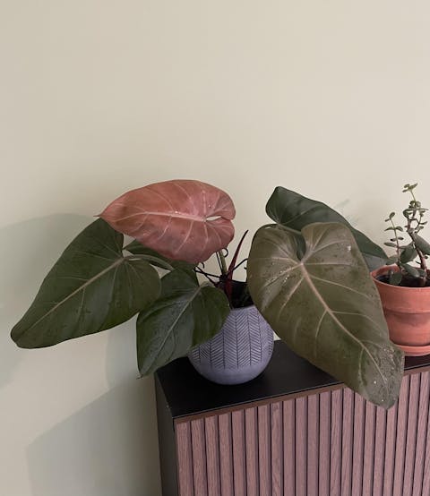 Philodendron 'Summer Glory'