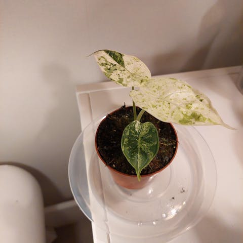 Alocasia dragon scale mint variegata