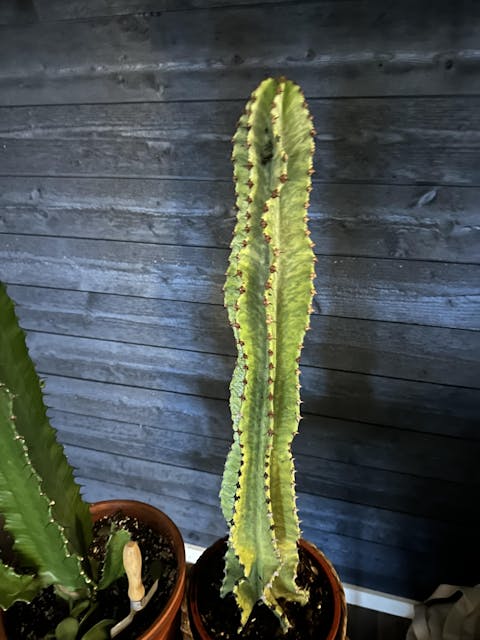 Euphorbia ingens 'Variegata' (Kaktuseuphorbia)