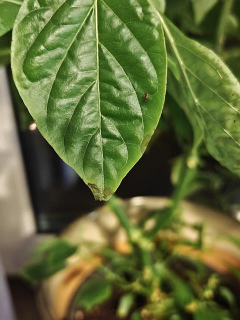 Orius Majusculus | Mot Trips