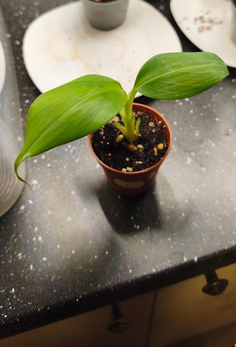 Bananplanta 'Lady Finger/Sockerbanan'| Ätbar