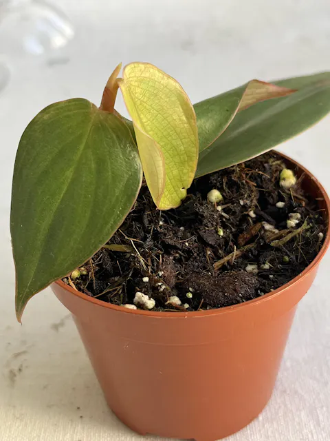 Philodendron 'Burle Marx Fantasy'