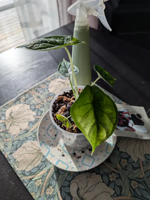 Alocasia baginda 'Dragon Scale'