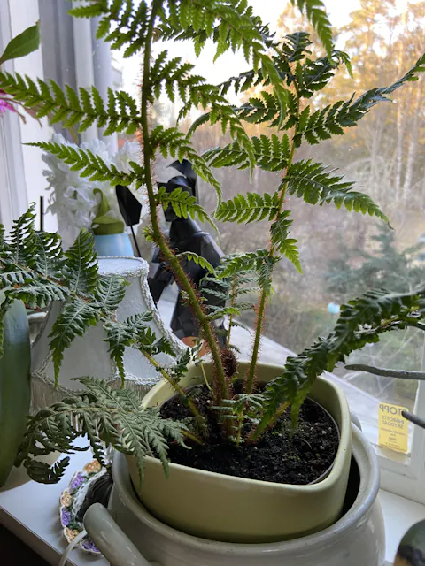 Cyathea cooperi | Trädormbunke