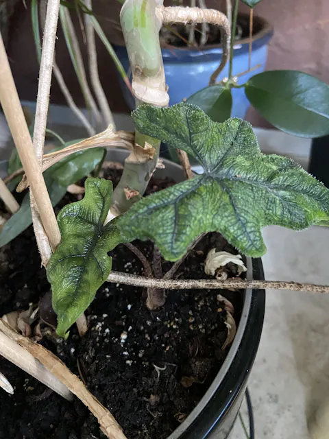 Alocasia tandurusa 'jacklyn'