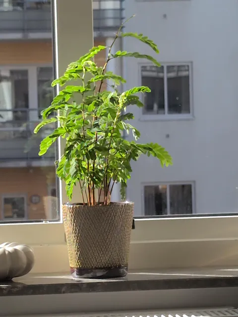 Tamarind träd (Tamarindus indica)