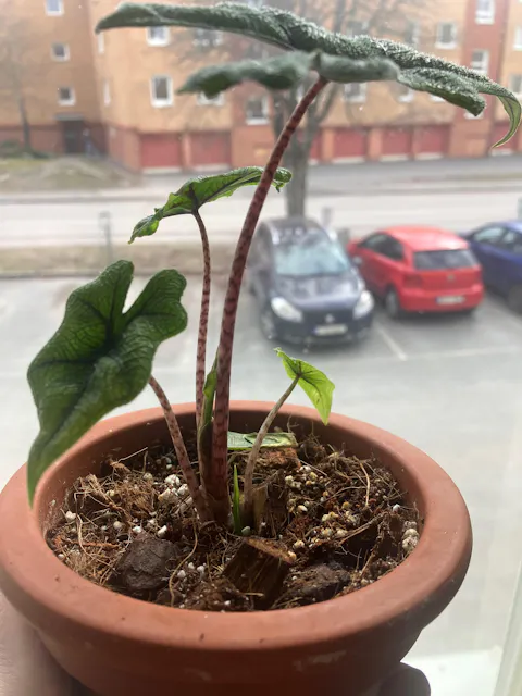 Alocasia tandurusa 'jacklyn'