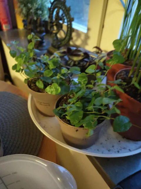 Ficus pumila 'klätterfikus'