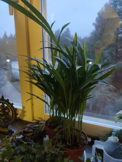 Dypsis lutescens 'Guldpalm'