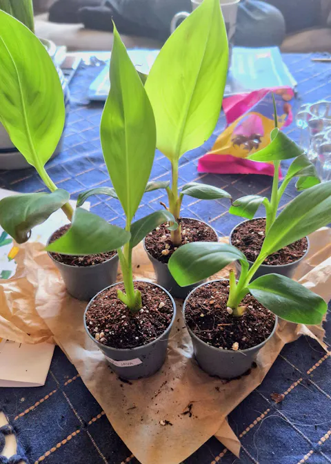 Bananplanta 'Blue Java' | Ätbar