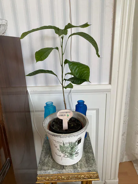 Kakaoträd 'Theobroma cacao'