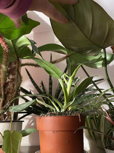 Philodendron 'White Princess'