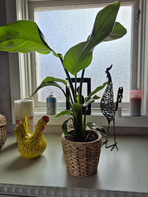 Jättepapegojblomma  'Strelitzia nicolai'