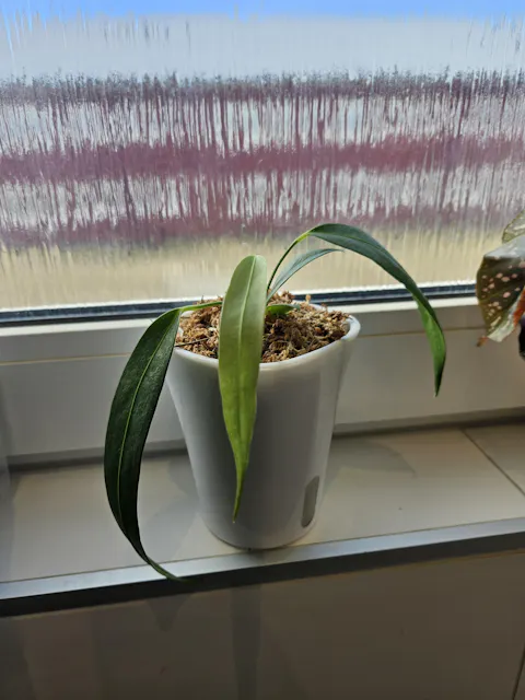 Anthurium wendlingeri