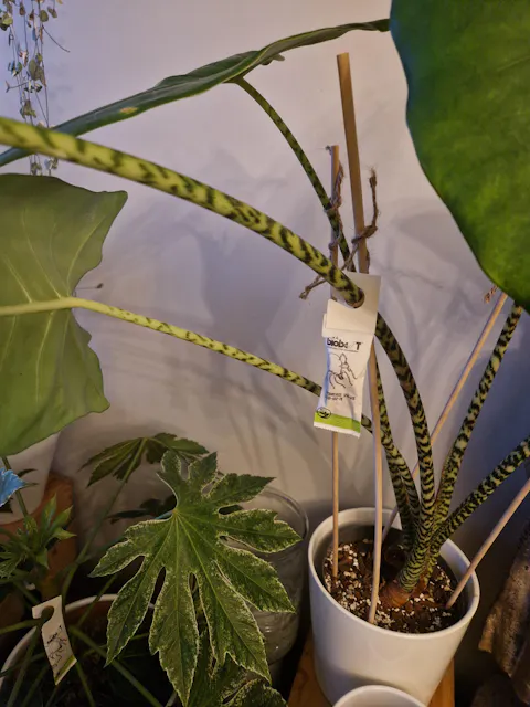 Montdorensis rovkvalster | Mot trips (ersätter Swirskii)