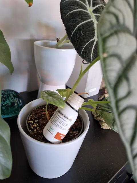 Orius Majusculus | Mot Trips