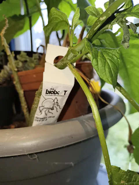 Montdorensis rovkvalster | Mot trips (ersätter Swirskii)