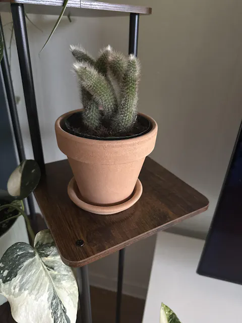 Hildewintera colademononis - Apsvans Kaktus