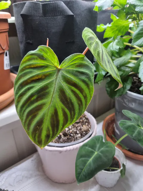 Philodendron verrucosum