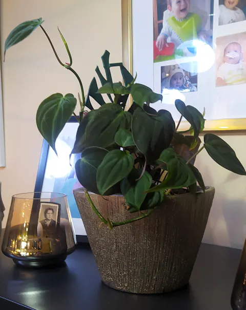 Philodendron hederaceum var. hederaceum 'Micans'