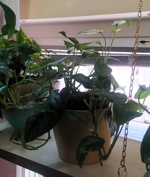 Monstera siltepecana