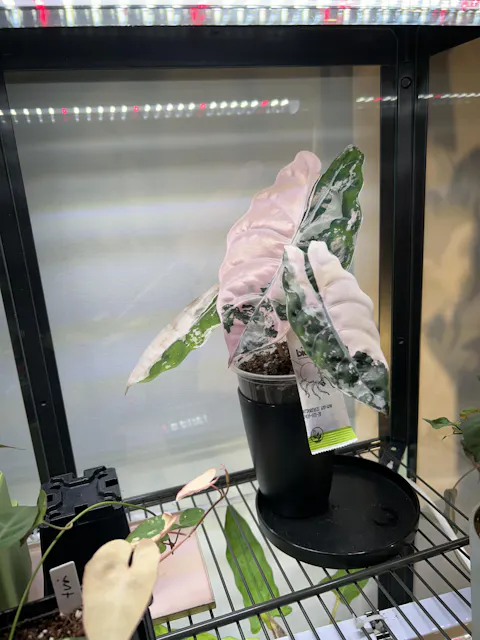 Montdorensis rovkvalster | Mot trips (ersätter Swirskii)