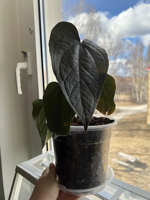 Anthurium 'Queen Of Hearts'