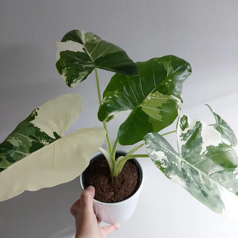 Alocasia macrorrhizos albo variegata