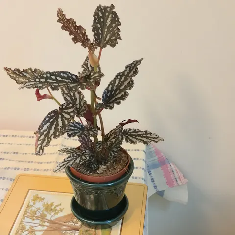Forellbegonia 'Begonia maculata'