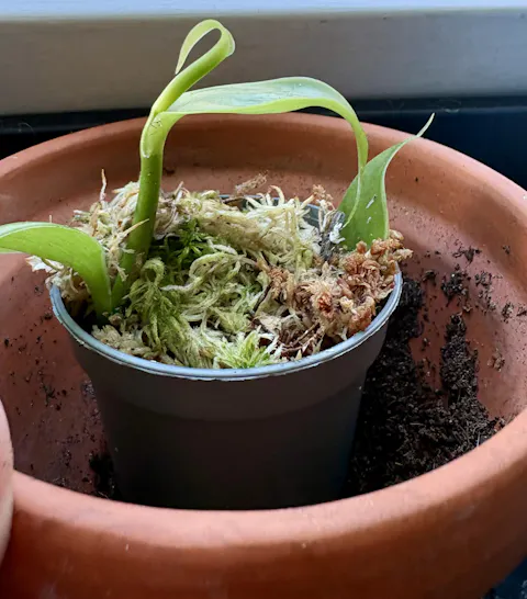 Vaniljorkidé 'Vanilla planifolia'