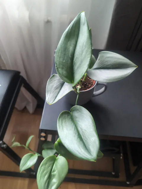 Philodendron hederaceum var. hederaceum 'Micans'