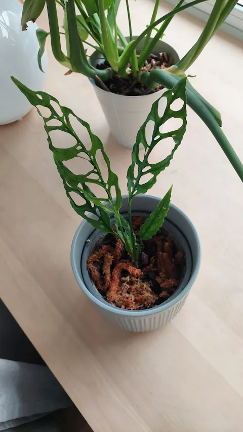 Monstera obliqua 'Peru'