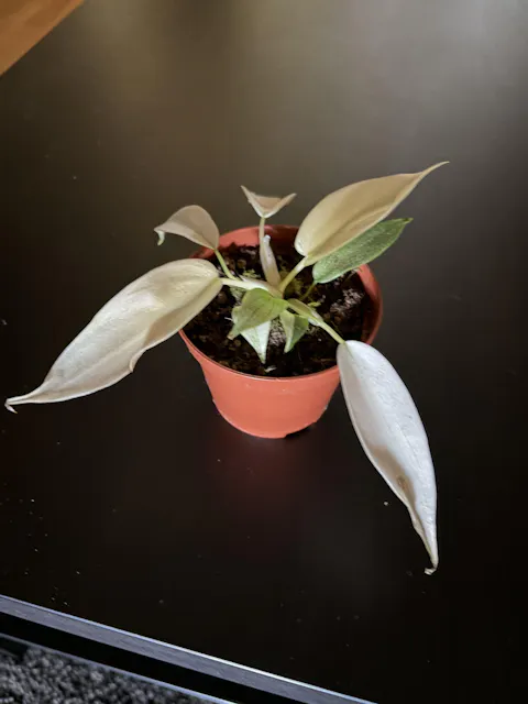 Philodendron 'Florida Ghost'