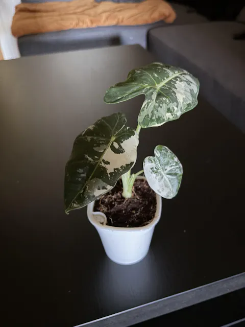 Alocasia frydek variegata