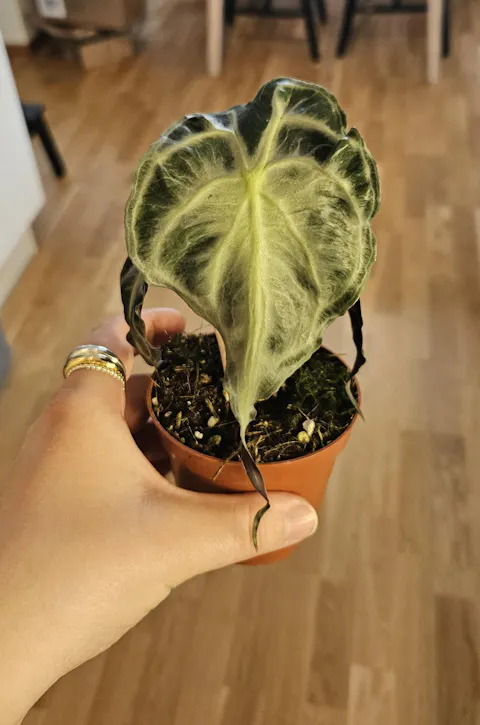 Alocasia 'Venom'