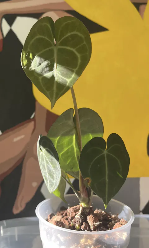 Anthurium clarinervium 'Nervkalla'