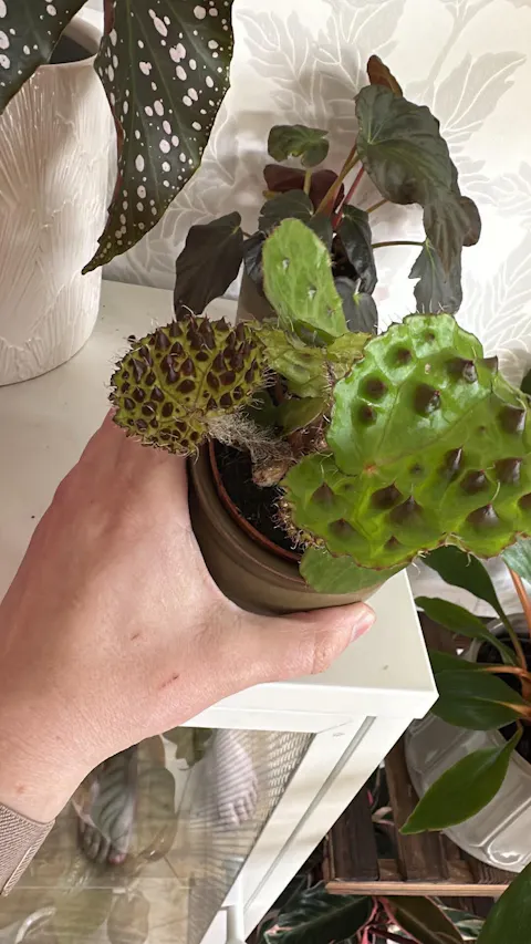 Begonia ferox