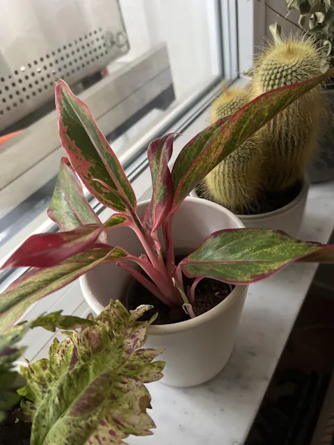 Aglaonema commutatum 'King of Siam'