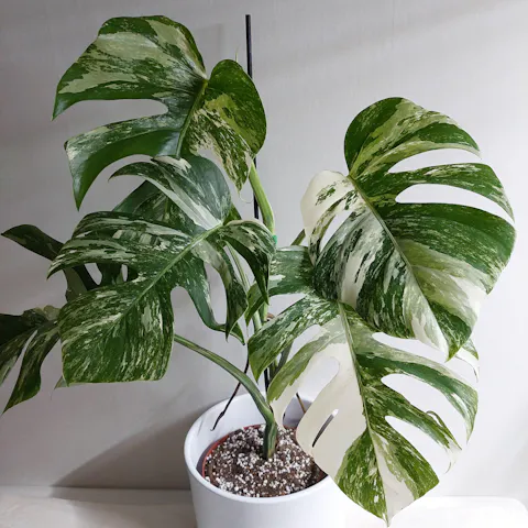 Monstera albo variegata