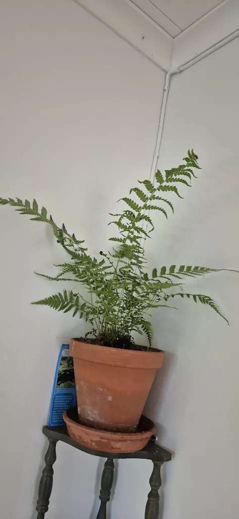 Dicksonia antarctica 'frosttålig trädormbunke'