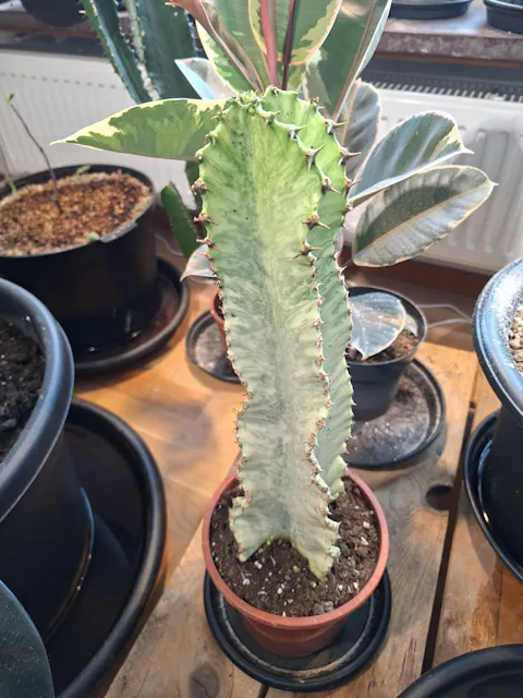 Euphorbia ingens 'Variegata' (Kaktuseuphorbia)