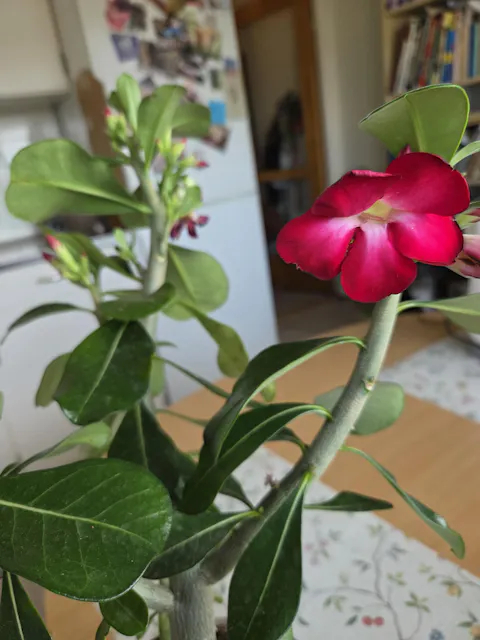 Adenium obesum | Ökenros