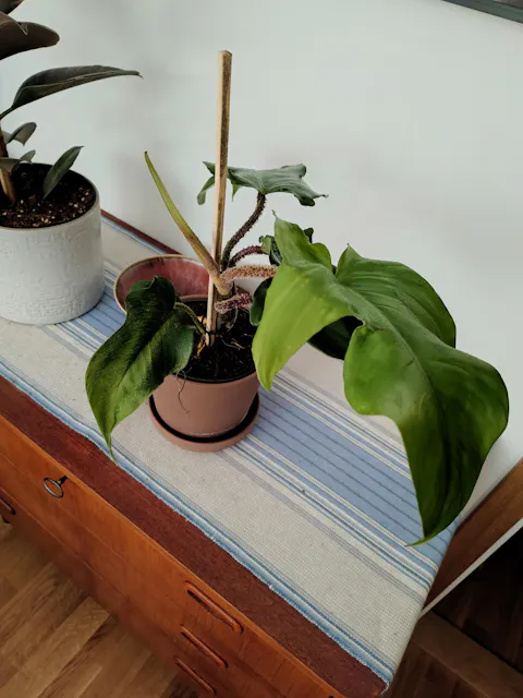 Philodendron squamiferum 'Mossranka'
