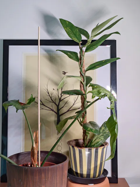 Rhaphidophora elliptica variegata (aurea)