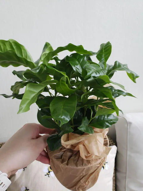 Kaffeträd 'Coffea arabica'