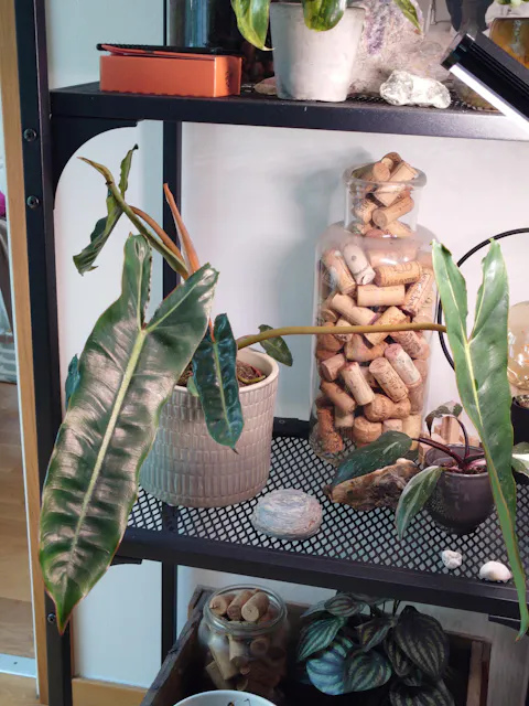Philodendron billietiae
