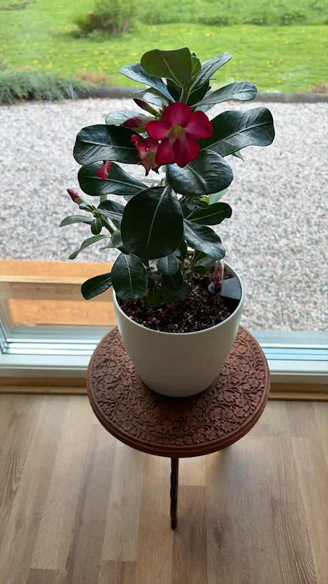 Adenium obesum | Ökenros