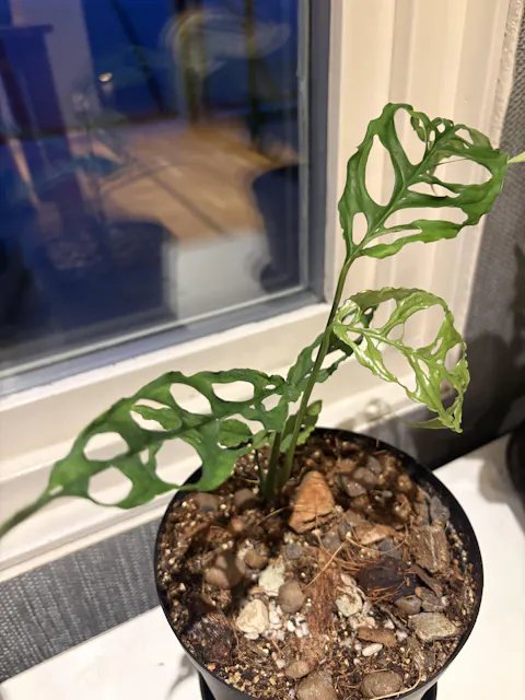 Monstera obliqua 'Peru'