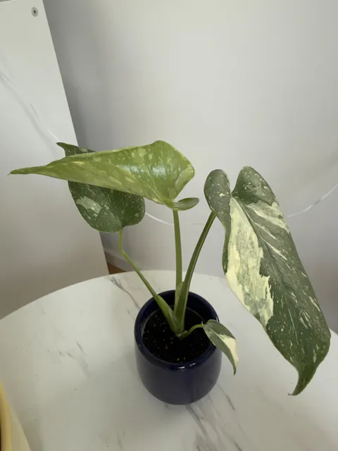 Monstera Thai Constellation